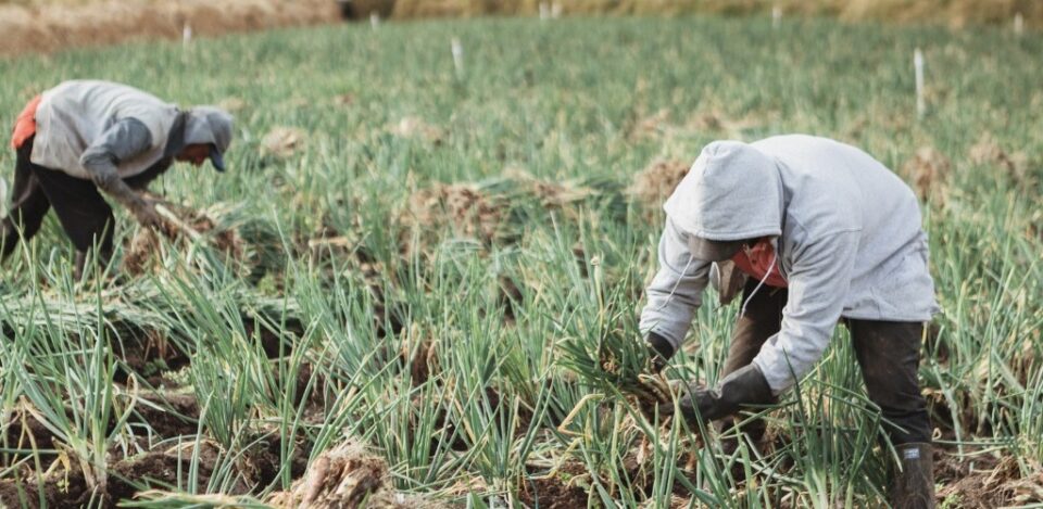 Programa de apoyo a pequeños productores para la compra de insumos a través de instrumentos financieros